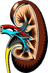 kidney, cross-section, medical-2183443.jpg